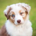 犬の目の色の種類は…