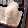 いつもは大人しいの…