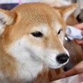 犬が『強がっている…