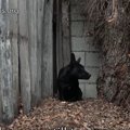 気の小さい黒犬を保…