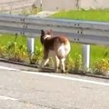 飼い主が何度も変わ…