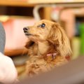 犬が『こっちに来て…