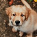 犬はわざと『上目遣…