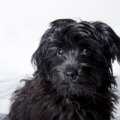 【体験談】犬のおや…
