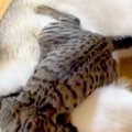 1週間ぶりに、猫が『…