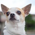 犬が時々する『ピタ…