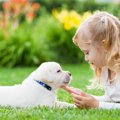犬と触れ合える関東…