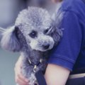 その愛情表現は正し…