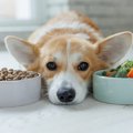 犬の食事について｜…