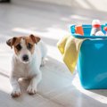 部屋の『犬臭さ』を…