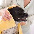 犬のシャンプータオ…