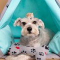 犬と『相性がいい動…