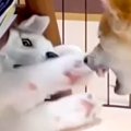 『やんちゃ過ぎる子…