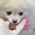 犬が食べるおやつの…