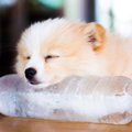 犬にするべきではな…