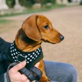 犬のハーネスおすす…