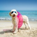 犬と夏のお散歩に出…