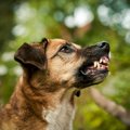 犬が唸ってくるのに…