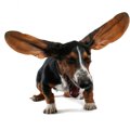 犬のくしゃみの原因…