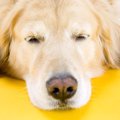 犬が脳震盪を起こす…