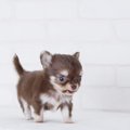 犬のペコとは？チワ…