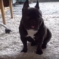 パパとママどっちを…