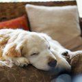 眠る時間の増えた高…