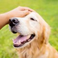 『人間が大好きな犬…