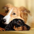 シニア犬がいる家庭…