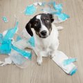犬にも『反抗期』は…