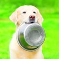 え！そうなの？！犬…