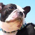 愛犬の皮膚が弱いと…