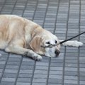 犬が『貧血状態』の…