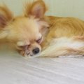 老犬の血便は危険の…