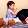 小さな男の子が『犬…