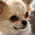 保健所から犬を迎え…