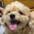 おじいちゃんが『い…