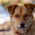 犬に『ライバル視さ…