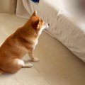 犬が『どうしても父…