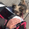 ワンちゃんを家族に…