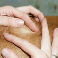 犬の皮膚病┃脂漏症の…