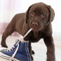 犬が飼い主の服や靴…