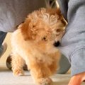 赤ちゃん犬から『ち…