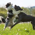 犬友同士でありがち…