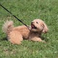 犬が散歩で座り込ん…
