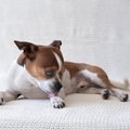 犬が飼い主に『不満…