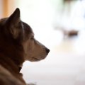 老犬との生活で大切…