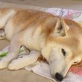 愛犬の愛おしすぎる…