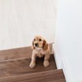 犬の運動として『階…