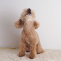 犬の遠吠えは本能！…